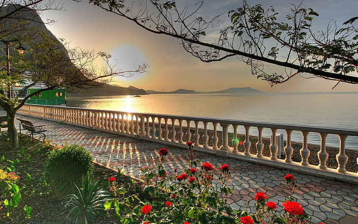 red roses, sea, the sky, the sun, flowers, tree, coast, alley, HD wallpaper