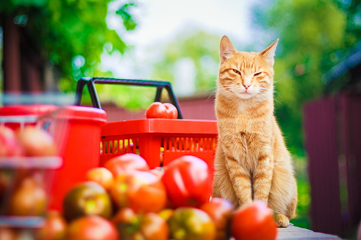 orange tabby cat, cat, mustache, look, nature, stay, paws, yellow, blur, garden, harvest, red, tail, tomatoes, Tomcat, guards, bokeh, cottage, foxy, wallpaper., summer, narrowed, HD wallpaper