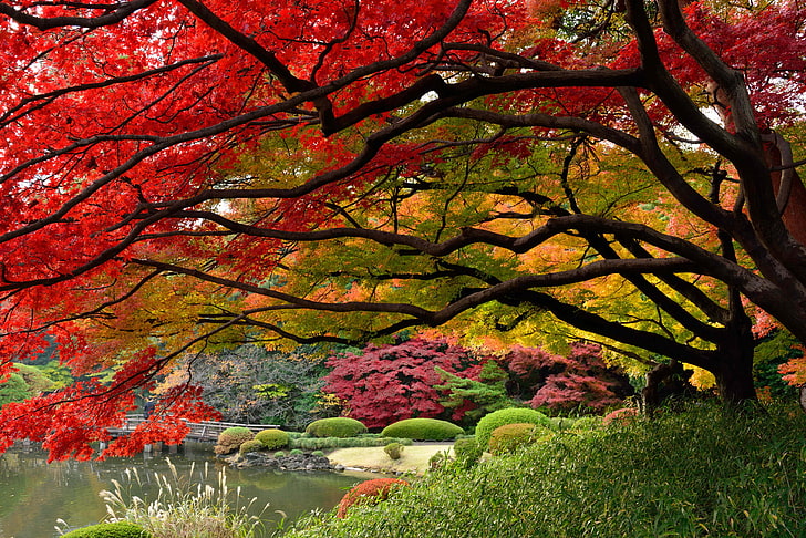 pohon berdaun merah, Jepang, Tokyo, warna musim gugur, taman Jepang, Desember, Wallpaper HD