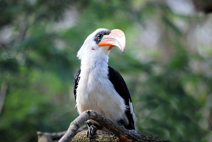 white and black bird, great hornbill, bird, beak, HD wallpaper