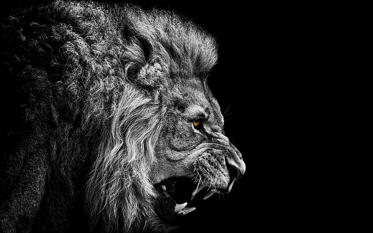 fondos de pantalla de león, negro, blanco, león, fondo negro, coloración selectiva, ilustraciones, animales, Fondo de pantalla HD