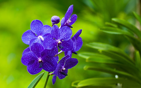 purple Singapore orchids, flowers, purple, bright, twigs, grass, HD wallpaper HD wallpaper