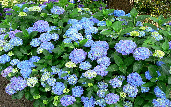Hydrangea Macrophylla Purple And Blue Flowers Decorative Flowering Plants Bushes Desktop Wallpaper Hd 2880×1800, HD wallpaper