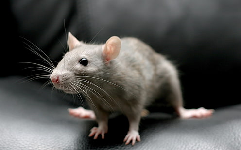 الفأر الرمادي ، الفأر ، القوارض ، الجلوس ، الرمادي، خلفية HD HD wallpaper