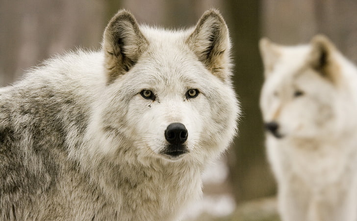 White Wolf, white wolf, Animals, Wild, white wolves, wolf, white wolf, HD wallpaper