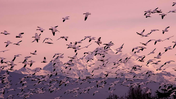 Birds, Bird, Geese Migration, Skagit Mountains, Snow, Washington, Winter, HD wallpaper