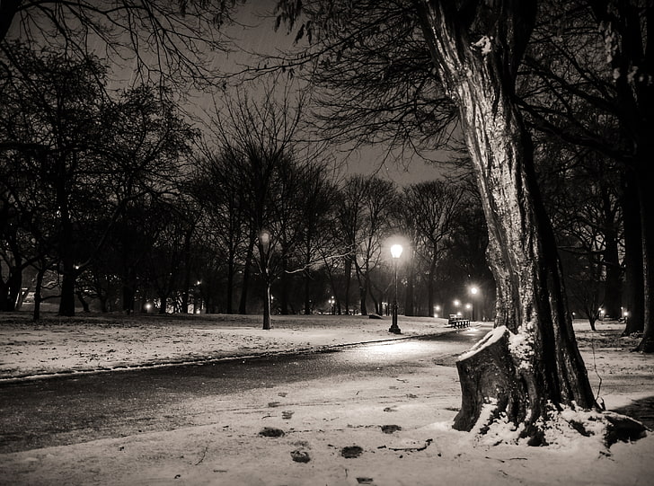 New York City, Central Park Footsteps, grayscale photo of tree wallpaper, Black and White, city, central park, lights, new york, night, bandw, america, united states, manhattan, HD wallpaper