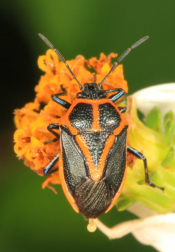 orange und schwarzes insekt, stinkwanze, slough, florida, stinkwanze, slough, florida, insekt, natur, käfer, tier, nahaufnahme, makro, blatt, sommer, HD-Hintergrundbild, Handy-Hintergrundbild