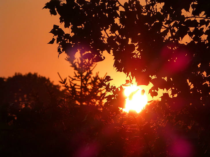 naturaleza, silueta, árboles, puesta de sol, destello de lente, Fondo de pantalla HD