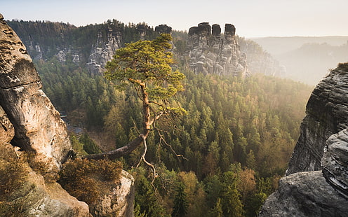 山、自然、風景、山、岩、木、森、霧、根、枝、松の木の上に緑の葉の木、 HDデスクトップの壁紙 HD wallpaper