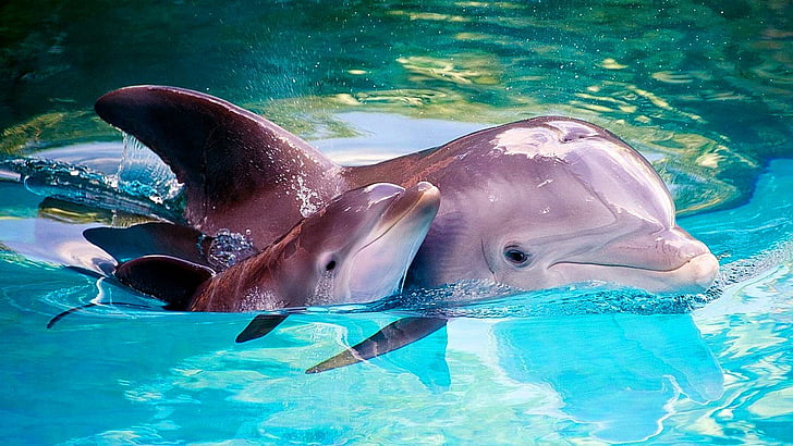 delfin, vanlig flasknosdelfin, marina däggdjur, vatten, däggdjur, baby delfin, marinbiologi, söt, djurliv, HD tapet