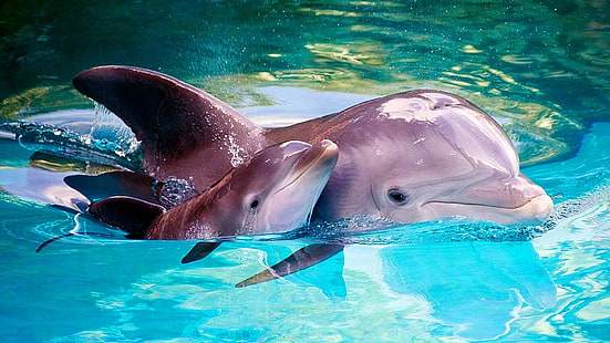dolphin, common bottlenose dolphin, marine mammal, water, mammal, baby dolphin, marine biology, cute, wildlife, HD wallpaper HD wallpaper