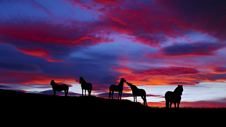 chevaux, coucher de soleil, ciel, soirée, ombres, champ, nuages, silhouette, flanc de colline, cheval, ciel rouge, crépuscule, Fond d'écran HD
