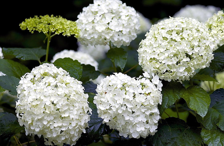 białe kwiaty, hortensja, białe, kwitną, wyostrzają, Tapety HD