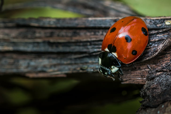 shallow focus photography of red and black lady bug, Ladybug, shallow focus, photography, red and black, black lady, lady bug, kaefer, macro, makro, rinde, tier, tiere, natur, ast, schwarz, glueck, insect, nature, animal, red, beetle, close-up, spotted, HD wallpaper