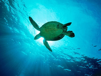 gündüz, hayvanlar, kaplumbağa, sualtı sırasında mavi okyanus altında yeşil kaplumbağa, HD masaüstü duvar kağıdı HD wallpaper