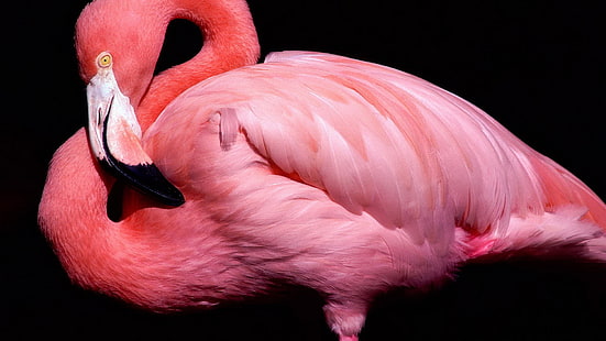 Flamingo Bird HD, สัตว์, นก, นกฟลามิงโก, วอลล์เปเปอร์ HD HD wallpaper