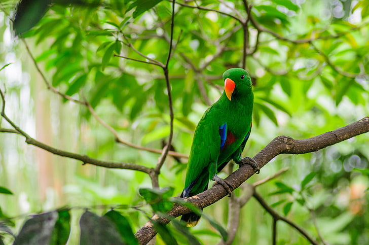 green parrot, parrot, bird, tree, branch, HD wallpaper