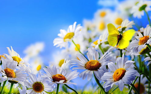 Wiosenne kwiaty białe stokrotki motyl błękitne niebo Tapeta HD 3840 × 2400, Tapety HD HD wallpaper