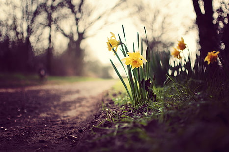 nature, 4k, Daffodils, spring, flowers, 5k, HD wallpaper HD wallpaper