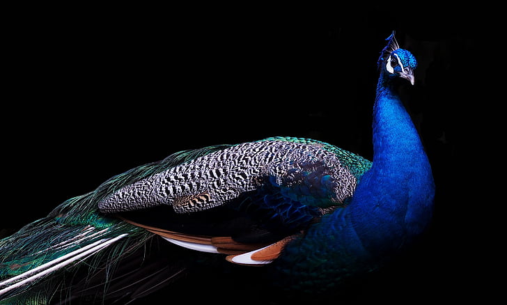 merak biru, putih, dan hitam dengan latar belakang hitam, Peafowl, Peacock, 4K, Wallpaper HD
