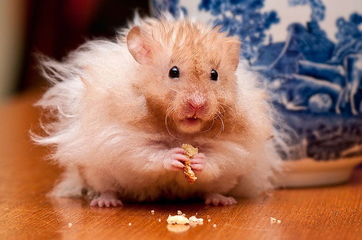 white hamster, hamster, fluffy, food, fear, fright, supervision, care, HD wallpaper