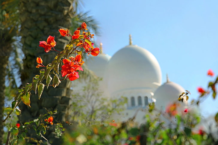 Moscheen, Moschee, Unschärfe, Kuppel, Blume, HD-Hintergrundbild