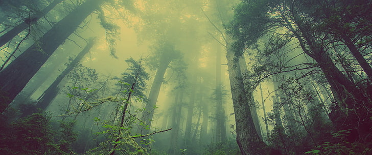 зеленые лиственные деревья, пейзаж, лес, деревья, туман, природа, HD обои