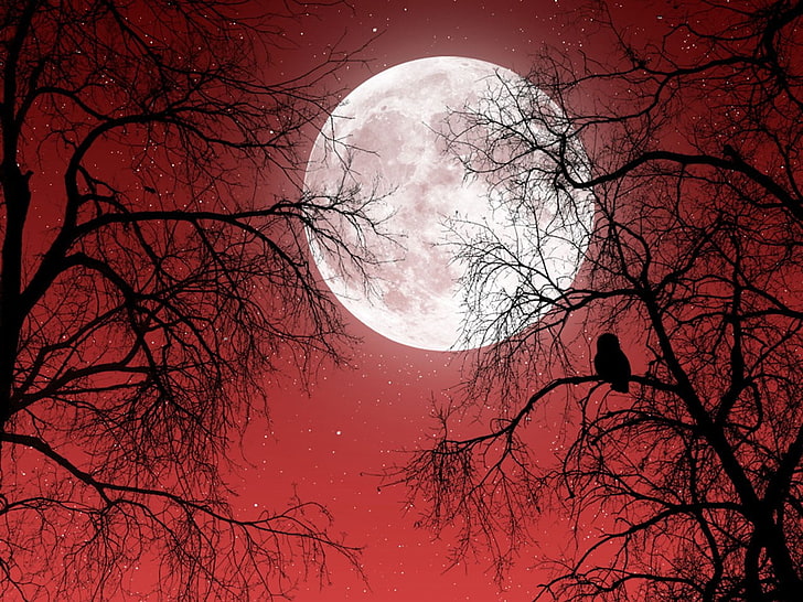 weiße und schwarze Baummalerei, Fantasiekunst, Nacht, Mond, Bäume, HD-Hintergrundbild