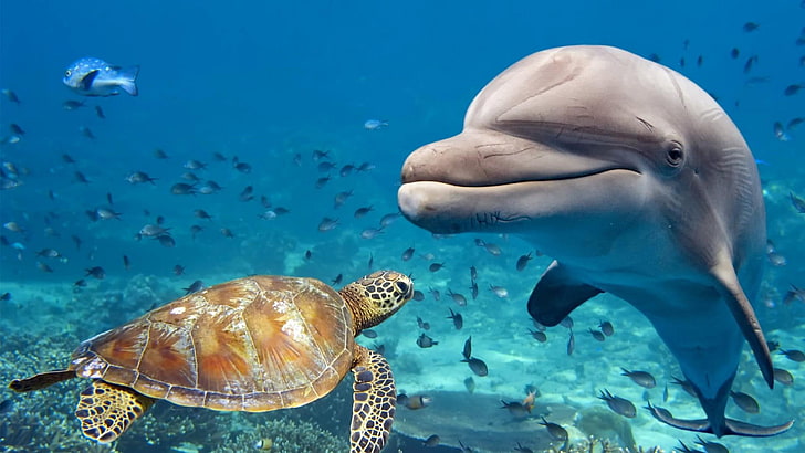tortue de mer, biologie marine, écosystème, tortue, mammifère marin, eau, faune, sous-marin, organisme, mer, tortue, poisson, dauphin, Fond d'écran HD
