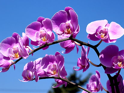 purple moth orchid, orchid, flower, branch, sky, HD wallpaper HD wallpaper