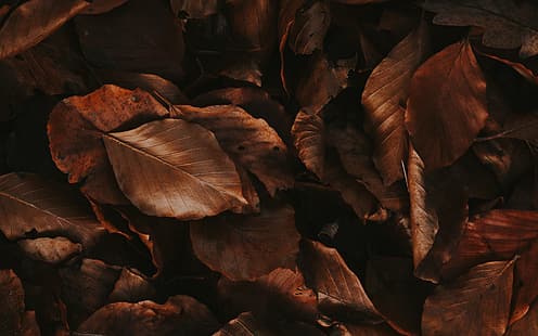 Herbst, Blätter, Laub, trocken, braun, HD-Hintergrundbild HD wallpaper