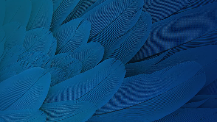 Stock, Feathers, HD wallpaper