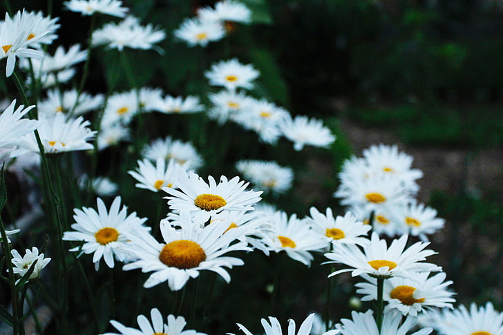 white-and-yellow daisies, chamomile, flower bed, field, HD wallpaper
