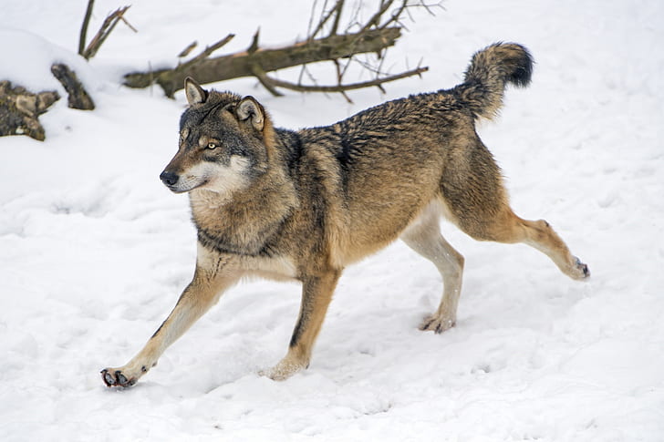 predator, running, grey wolf, HD wallpaper