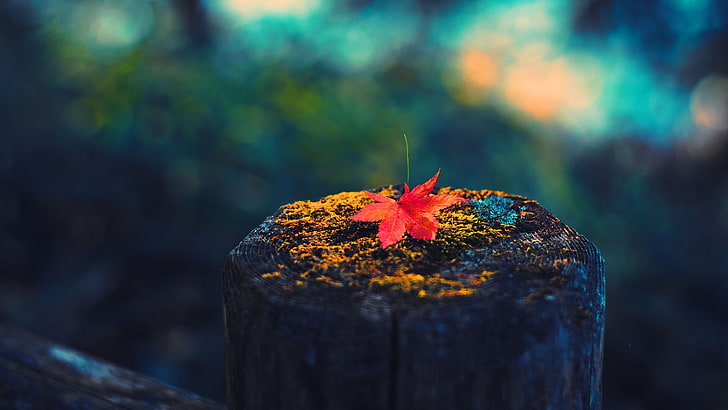 leaves, colorful, nature, lichen, macro, photography, fall, depth of field, wood, HD wallpaper