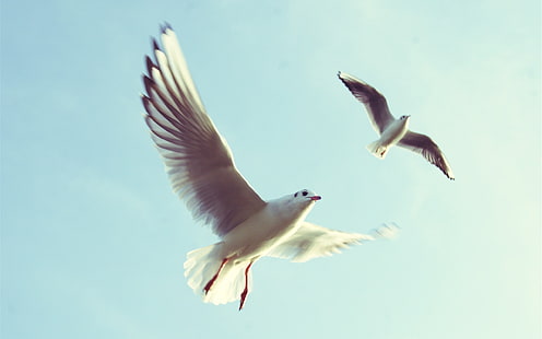 Birds flight, wings, seagulls, sky, Birds, Flight, Wings, Seagulls, Sky, HD wallpaper HD wallpaper