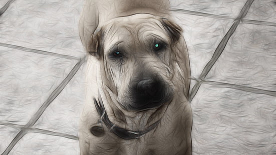 cão de pêlo curto branco e marrom, cachorro, animais, natureza, HD papel de parede HD wallpaper