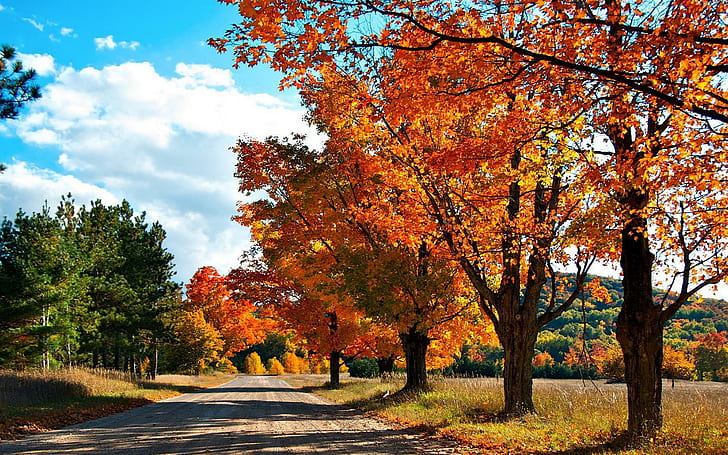 秋の道の森、秋、自然、道路、森、 HDデスクトップの壁紙