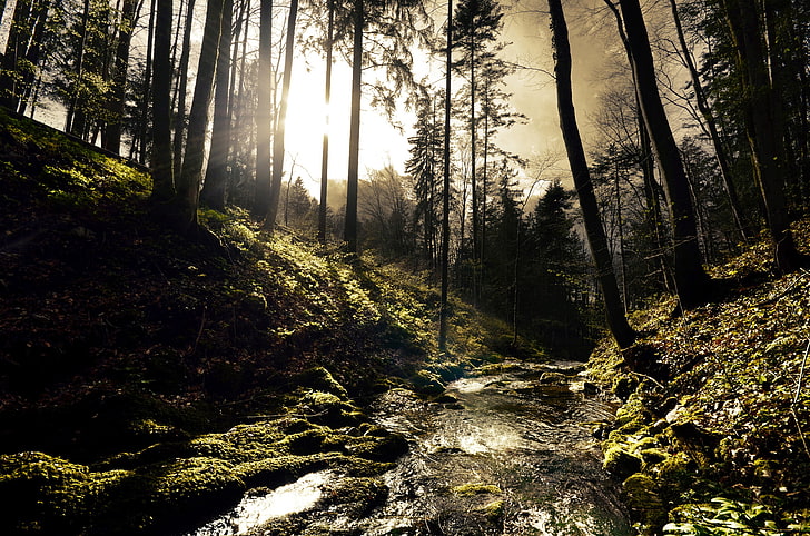 green trees, forest, trees, river, stream, stones, hills, moss, Sunny, the sun's rays, HD wallpaper