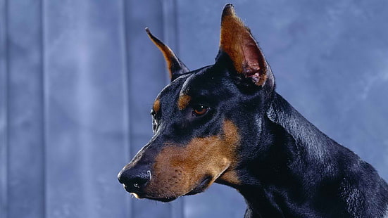 anjing doberman pinscher 1920x1080 Hewan Anjing HD Seni, anjing, Doberman Pinscher, Wallpaper HD HD wallpaper