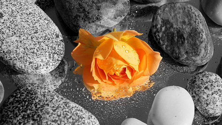 flores, naranja, piedras, rosa, Fondo de pantalla HD