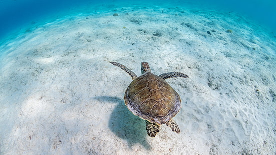 песок, море, вода, фон, черепаха, дно, подводный мир, морская черепаха, синий фон, плавание, HD обои HD wallpaper