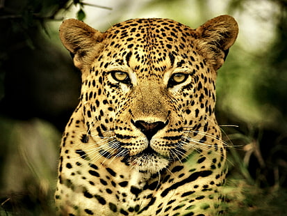 Leopard HD, леопард животно, животни, леопард, HD тапет HD wallpaper