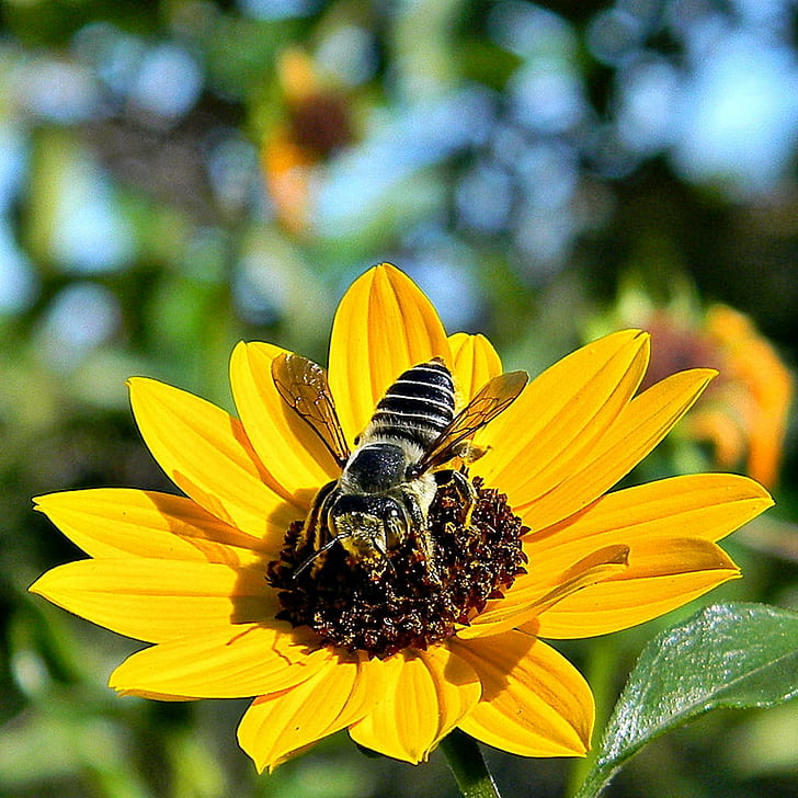 снимка отблизо на жълт слънчоглед отгоре пчела, Слънчево, Цвете, наблизо, снимка, жълто, отгоре, Пчела за рязане на листа, Пчела пчела, Плажен слънчоглед, Helianthus debilis, Мегачиле, Френска горска природна зона, Флорида, насекоми, диви цветя пчела, насекомо, природа, опрашване, цветен прашец, мед, лято, едър план, венчелистче, HD тапет