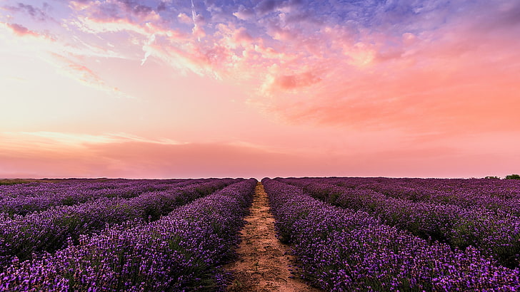 sky, field, purple, lavender field, lavender, lavender farm, blooming, flower field, flower, pink sky, horizon, red sky, HD wallpaper