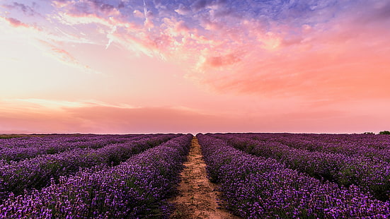 sky, field, purple, lavender field, lavender, lavender farm, blooming, flower field, flower, pink sky, horizon, red sky, HD wallpaper HD wallpaper
