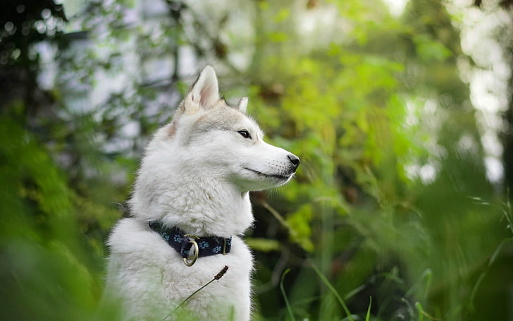 white wolf wallpaper, dog, muzzle, forest, blur, HD wallpaper