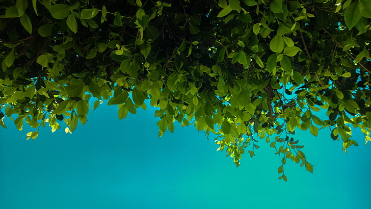 tanaman berdaun hijau, hijau, daun, biru, alam, Wallpaper HD