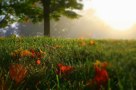 снимка на тревно поле с цветя и трева, листа, снимка, цветя, трес, портретно изкуство, канон, природа, ливада, мак, лято, цвете, на открито, трева, поле, растение, пролет, красота В природата, селска сцена, сезон, зелен Цвят, пейзаж, жълто, слънчева светлина, червено, небе, залез, HD тапет HD wallpaper